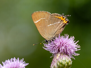 White-letter Hairstreak Feeding on Creeping Thistle