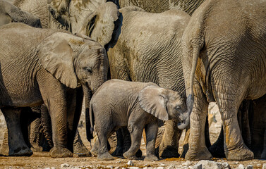 African elephants, adults and young, Saltpan, Etosha National Park, Namibia