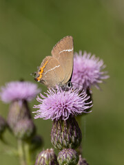White-letter Hairstreak Feeding on Creeping Thistle
