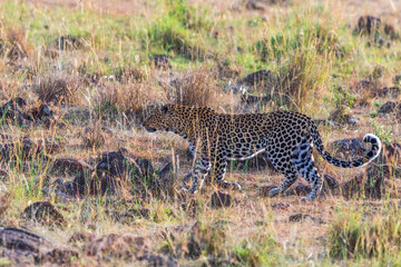 Fototapeta na wymiar Leopard walking in the grassland at the African Wilderness
