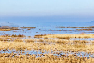 Lake with a wetland at springtime
