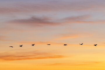 Fototapeta premium Cranes flying in a colorful sunset