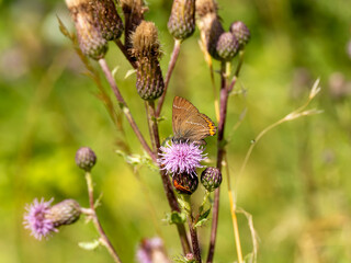 White-letter Hairstreak Feeding on Creeping Thistle