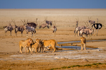 Naklejka na ściany i meble Lions near a watering hole with gemsboks and ostriches seen in the background, Saltpan, Etosha National Park, Namibia
