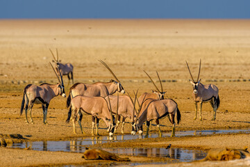 Gemsbok or South African oryx (Oryx gazella), Saltpan, Etosha National Park, Namibia - obrazy, fototapety, plakaty