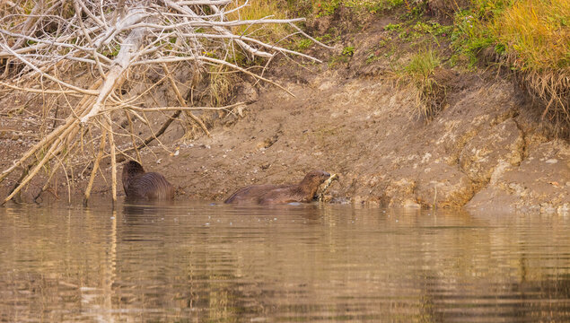 River Otter Eating a Fish on a Riverbank in Autumn in Wyoming