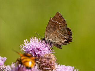 White-letter Hairstreak Feeding on Creeping Thistle