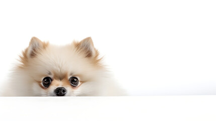 playfully peeking Pomeranian dog isolated on a white background. Only its curious eyes and the tip of its nose visible.