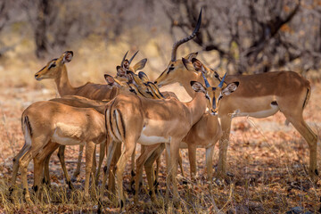 Impala, etosha national park, namibia