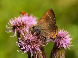 White-letter Hairstreak Feeding on Creeping Thistle