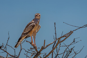 Pale chanting goshawk (Melierax canorus) Juvenile, Etosha National Park, Namibia