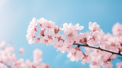 A delicate pink canopy of sakura petals dances against a clear blue sky, ushering in the arrival of spring and the promise of new beginnings