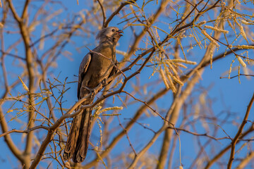 Grey go-away-bird (Corythaixoides concolor)