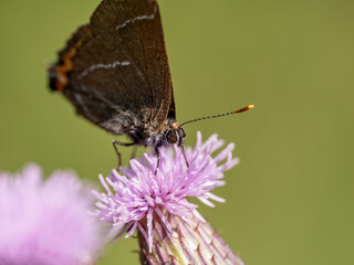 White-letter Hairstreak Feeding on Creeping Thistle
