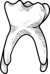 human tooth handdrawn illustration