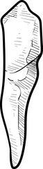 human tooth handdrawn illustration