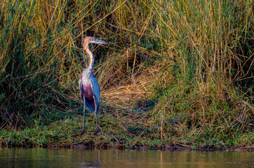 Goliath heron, Cubango River - Bwabwata National Park, Namibia