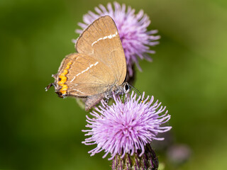 White-letter Hairstreak Feeding on Creeping Thistle