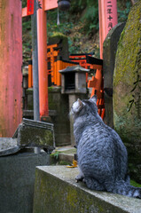 京都 伏見稲荷大社に暮らす可愛らしい後ろ姿の野良猫