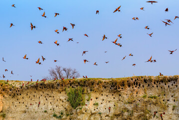 Southern carmine bee-eater (Merops nubicoides), Cubango River - Bwabwata National Park, Namibia