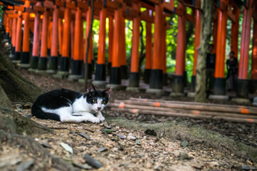 京都 夏の伏見稲荷大社の森でリラックスする野生の子猫