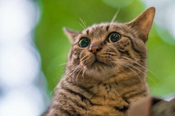 木漏れ日の降り注ぐ日本の森に暮らす可愛らしい野良猫