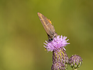 White-letter Hairstreak Feeding on Creeping Thistle