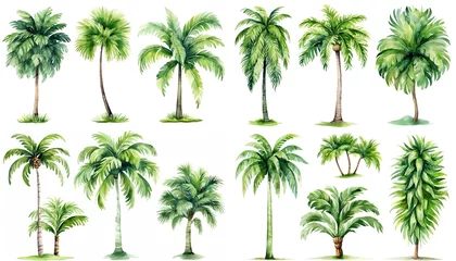 Poster watercolor style illustration of tropical palm tree, collection set isolated on white background, Generative Ai © QuietWord