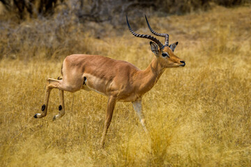 Naklejka na ściany i meble Impala, Mahango Game Resrve / Bwabwata National Park, Namibia