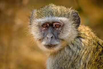 Vervet Monkey, Mahango Game Reserve / Bwabwata National Park, Namibia