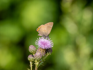 White-letter Hairstreak Feeding on Creeping Thistle
