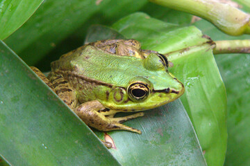 the green vaillant's frog on leaves in the rainforest of costa rica 