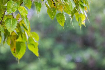 raining shower drop on leaf tree, close up of rainfall in jungle,Heavy Rain Falling on Tree Leaves in forest. droplets fixed on green leaves, Raining day in tropical forest. Raindrop in deep jungle.