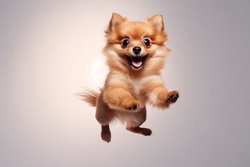 A playful pup eagerly leaps for food, isolated on a white background.