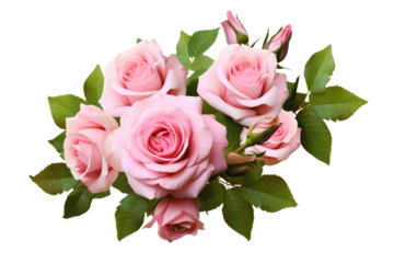 Pink rose flowers with green leaves in a floral arrangement isolated on white or transparent background.