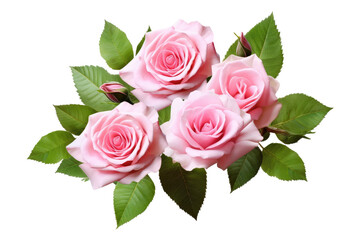Pink rose flowers with green leaves in a floral arrangement isolated on white or transparent background.