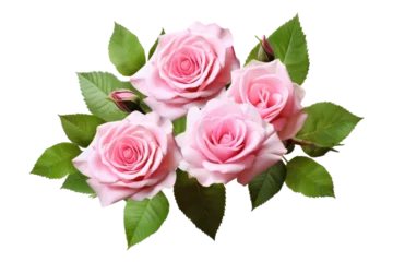 Poster Pink rose flowers with green leaves in a floral arrangement isolated on white or transparent background. © amankris99
