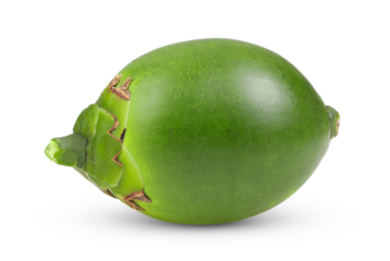 Fresh betel nut isolated on transparent png