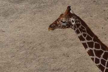 Close up of lonely baby giraffe sitting or resting on the field taken in Kyoto City Zoo, Japan