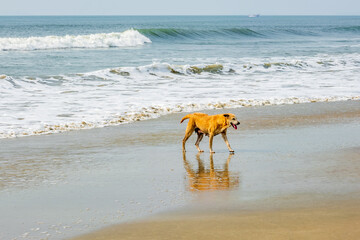 stray red dog stayes on sand beach near the ocean or sea