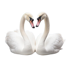 Fototapeta premium swan isolated on white