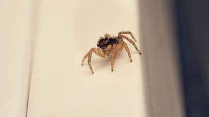 A single jumping spider perched on a warm white background.