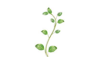 Obraz premium Green Floating Leaves Green Leaf on white background