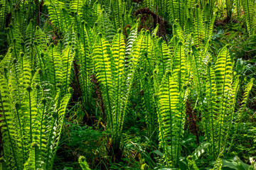 Close up of young Royal fern (Osmunda regalis)
