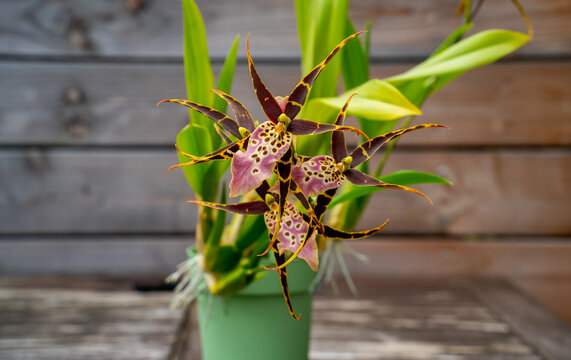 Close up of  flowering Spider orchid (Brassia) with three flowers
