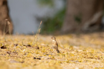 Small Bird