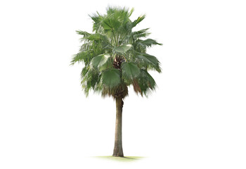 Palm trees with the word palm on the bottom. Palm trees Isolated tree