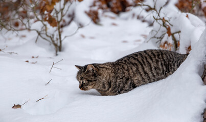 Wild cat hunting a mouse in a snow covered forest on a cold winter day. © Sergey Fedoskin