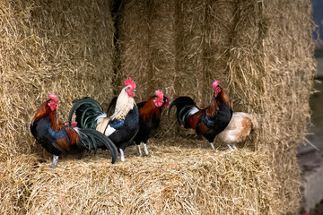 chickens in the barn