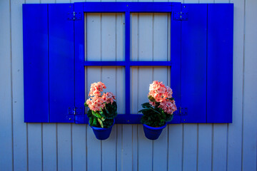 flowers and window pane